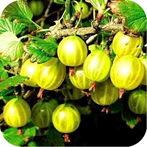 Крыжовник "Берилл" 